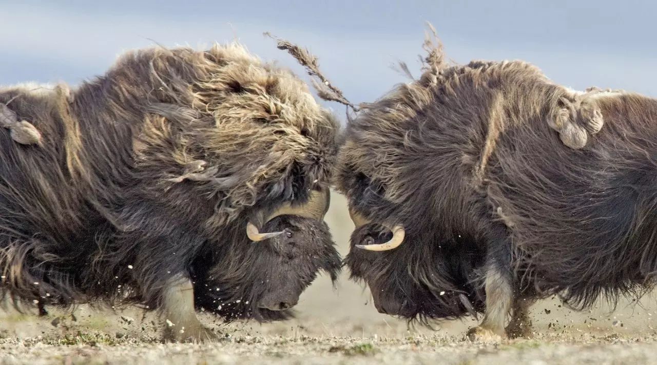 J9- 皖江雪豹队鏖战漓江暴熊队，自行车小组赛击败，替补奇兵立功。赛场纪律更严谨